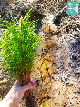 Об участии в акции "Сад Памяти"